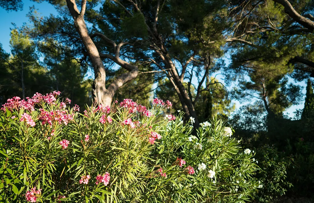 Domaine De Saint Clair-1